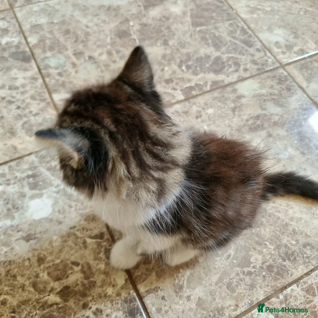 Mixed Breed cats for sale: 5 Beautiful Kittens For Sale!!!!! - Advert 17
