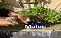 Guinea Pig rodents for sale: Guinea Pig Babies for Sale - Image 5