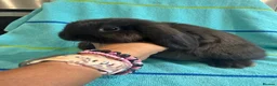 Mini Lop rabbits for sale: Pure bred mini lop babies ready now - Advert 3