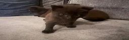 Mixed Breed cats for sale: Beautiful Kittens For Sale - Advert 7