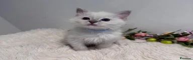Ragdoll 2