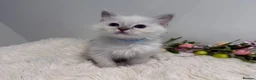 Ragdoll cats for sale: Beautiful TICA registered Ragdoll kittens  - Advert 6