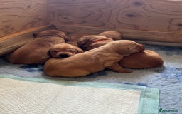 Labrador Retriever dogs for sale: 9 KC Registered Fox Red Labrador Puppies  - Image 15