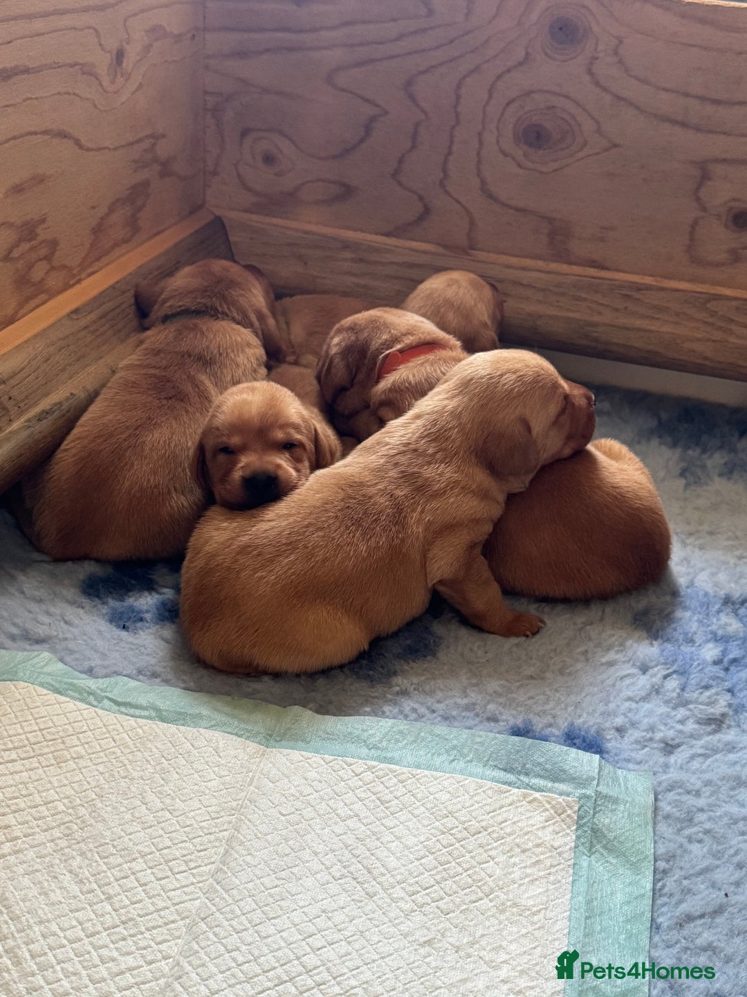 Labrador Retriever dogs for sale: 9 KC Registered Fox Red Labrador Puppies  - Image 15