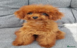 Toy Poodle dogs for sale: Asian toy poodle  in Hull - Image 12