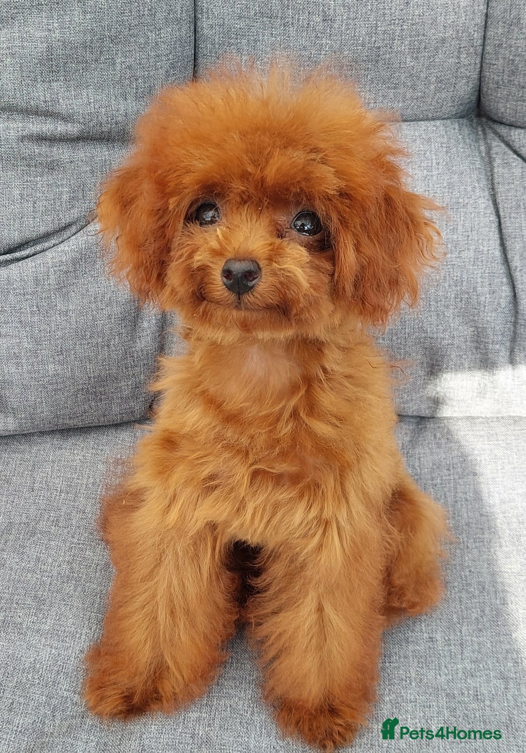 Toy Poodle dogs for sale: Asian toy poodle  in Hull - Image 12