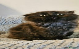 Scottish Fold cats for sale: Adorable scotish fold few straight ears kittens  - Image 6