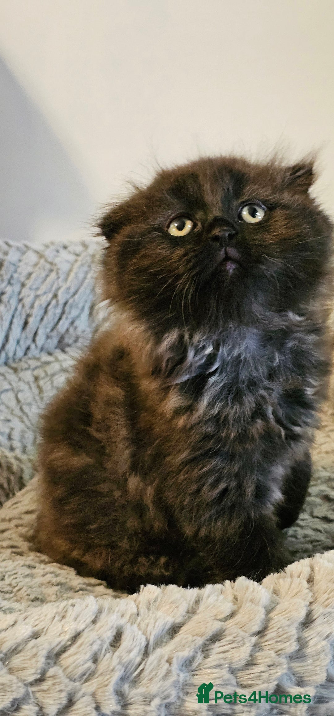 Scottish Fold cats for sale: Adorable scotish fold few straight ears kittens  - Image 6
