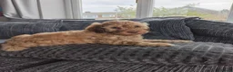 Cockapoo dogs for sale: Beautiful trio of Cockapoos for sale - Advert 13