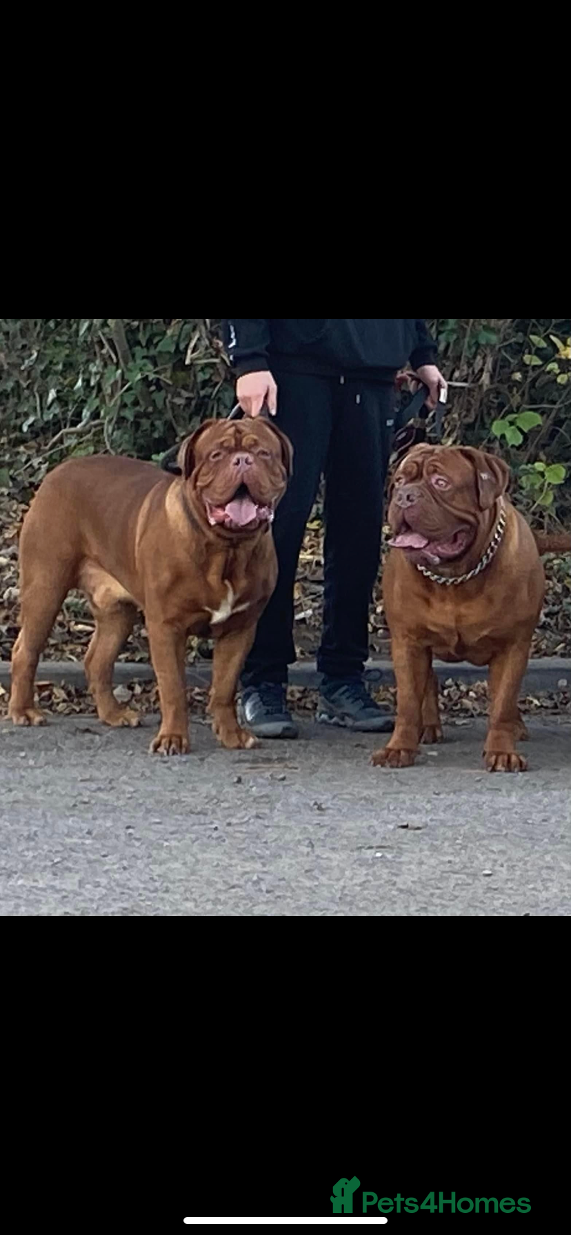 Dogue De Bordeaux dogs Stunning Dogue de Bordeaux‘s for stud  - Advert 3