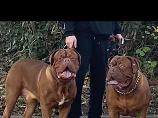 Dogue De Bordeaux dogs Stunning Dogue de Bordeaux‘s for stud - Advert 3