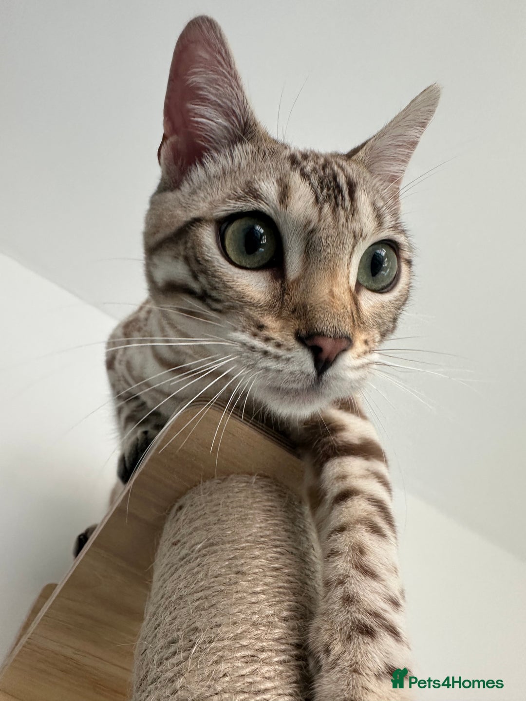 Bengal cats for sale: 6 month old Snow Mink Pedigree TICA  - Advert 1