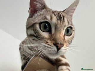 Bengal cats 6 month old Snow Mink Pedigree TICA - Advert 1