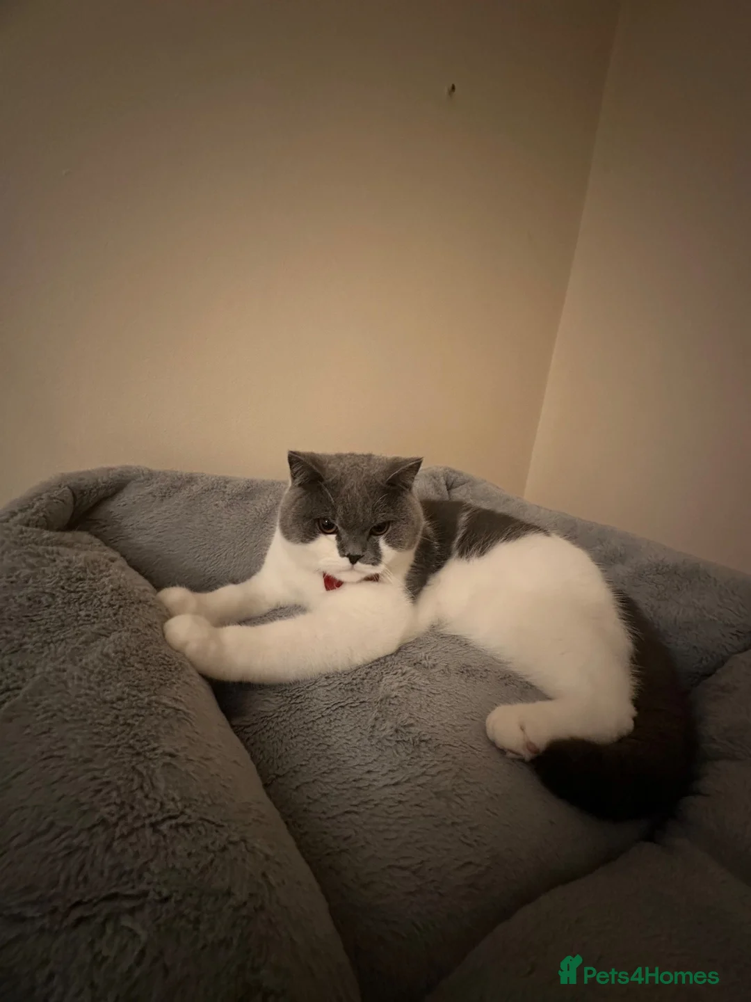 British Shorthair cats for sale: Friendly Neutered Male Cat Looking for a Home ❤️ in Lancaster - Advert 2
