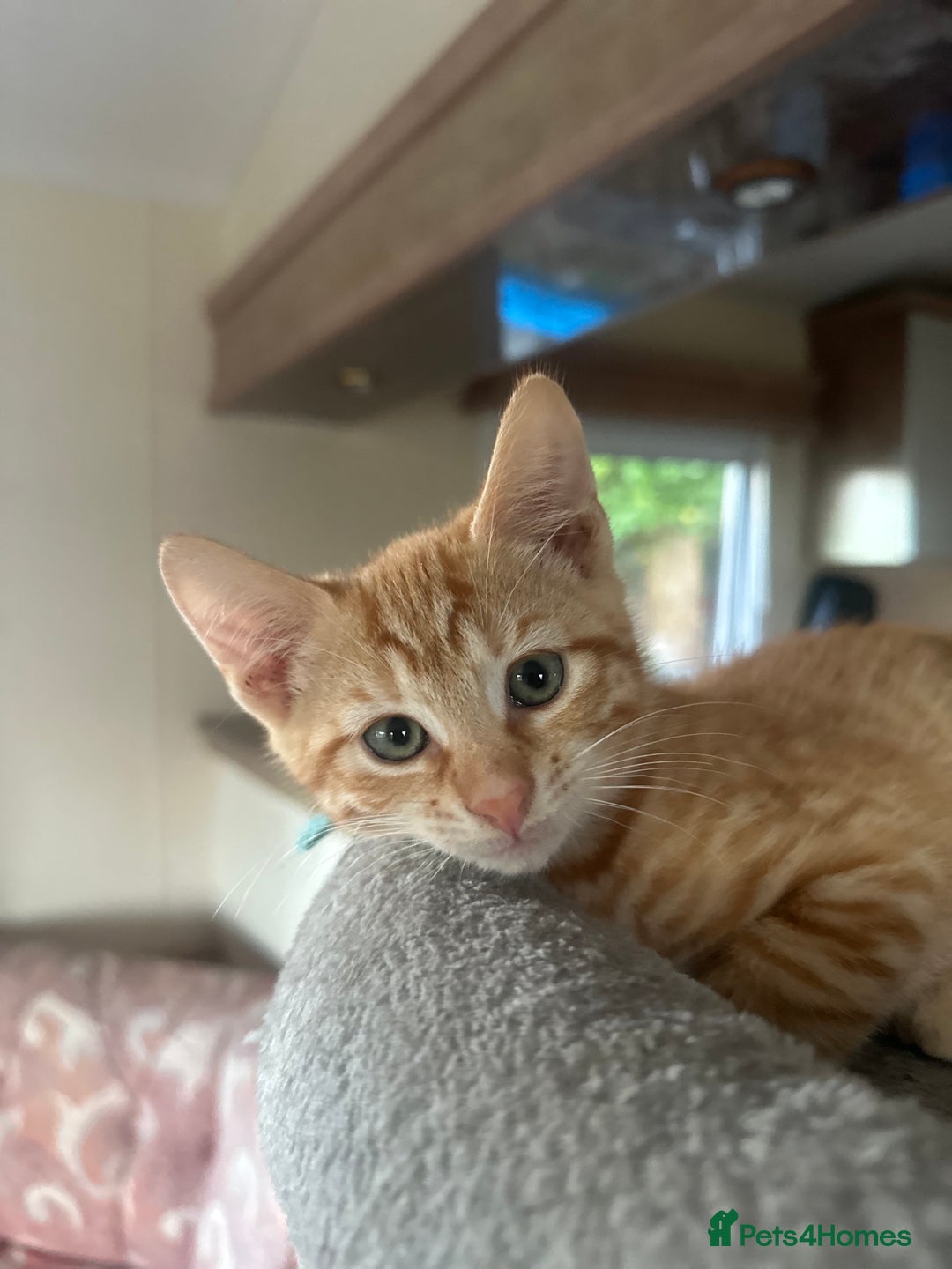 Domestic Shorthair cats for sale: Last 2 gorgeous ginger boys 🫶🏻 - Image 6