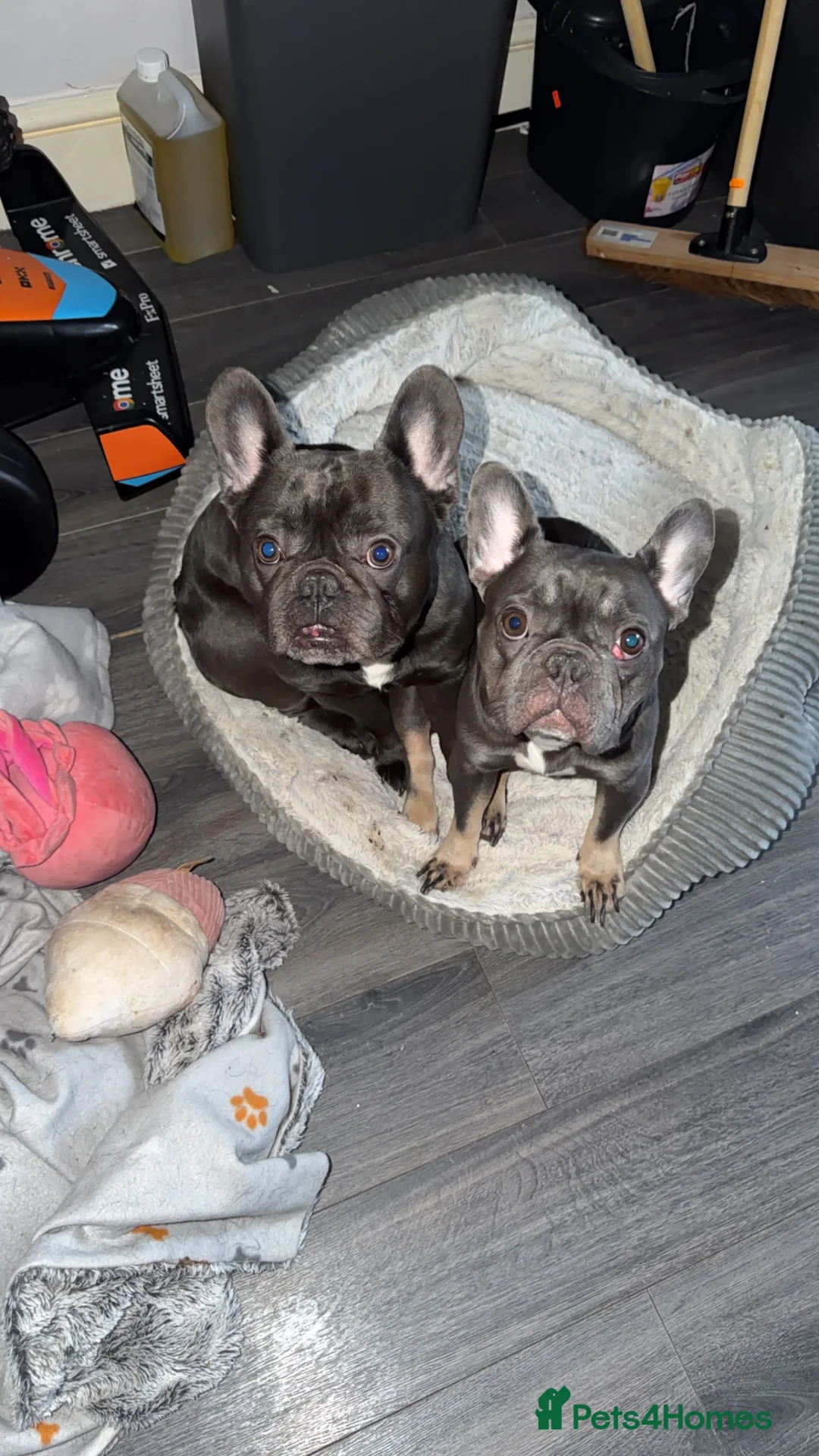 French Bulldog dogs for stud: GORGEOUS BLUE AND WHITE PROVEN STUD - Advert 1