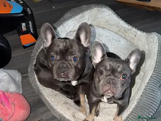 French Bulldog dogs GORGEOUS BLUE AND WHITE PROVEN STUD - Advert 1