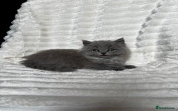British Shorthair cats for sale: OUTSTANDING GCCF + HEALTH TESTED BSH + BLH KITTENS - Image 26