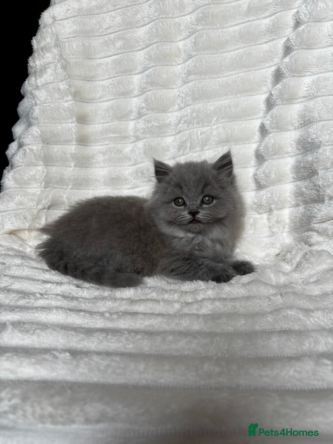British Shorthair cats for sale: OUTSTANDING GCCF + HEALTH TESTED BSH + BLH KITTENS - Image 26