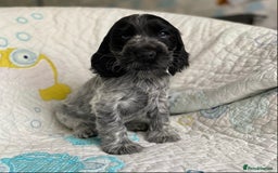 Cocker Spaniel dogs for sale: Show Line Cockers!!! - Image 3