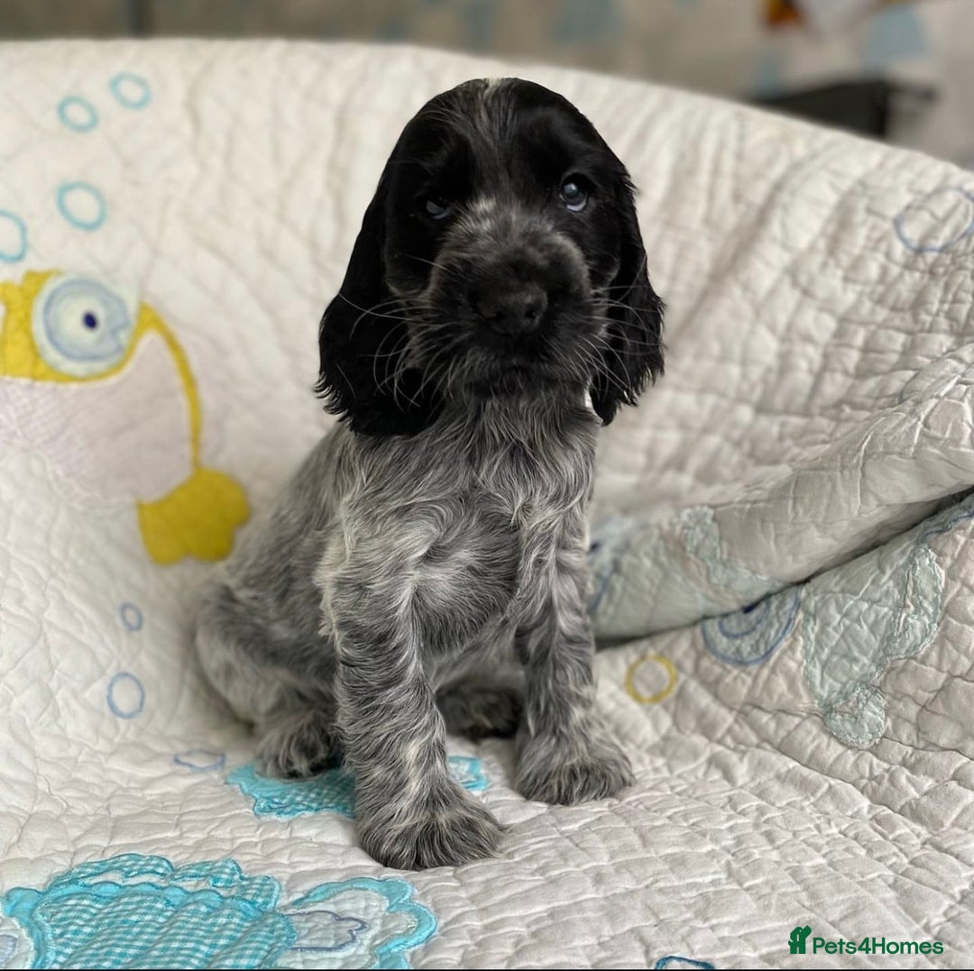 Cocker Spaniel dogs for sale: Show Line Cockers!!! - Image 3