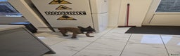 Belgian Shepherd Dog dogs for sale: 2 Belgian Shepherd puppies  - Advert 12