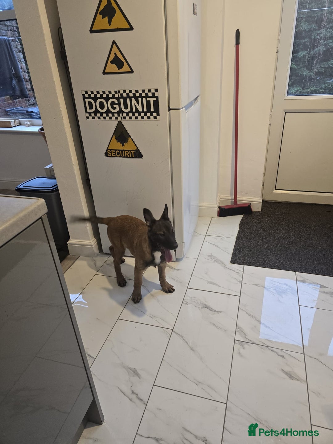 Belgian Shepherd Dog dogs for sale: 2 Belgian Shepherd puppies  - Advert 12