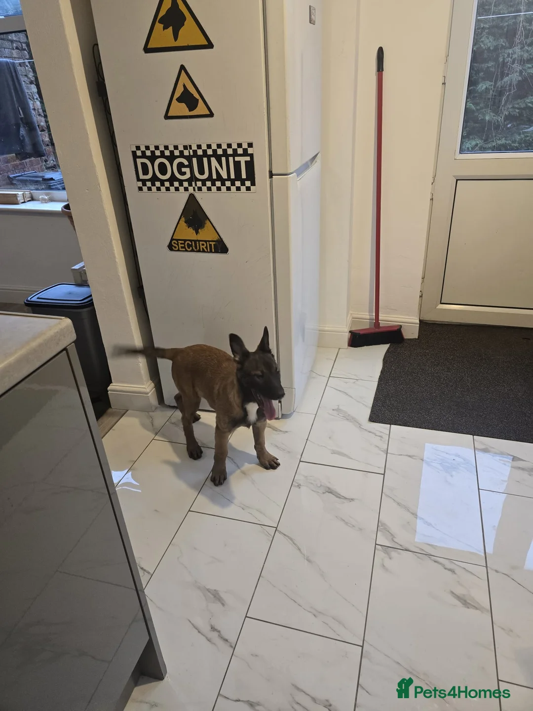 Belgian Shepherd Dog dogs for sale: 2 Belgian Shepherd puppies  - Advert 12