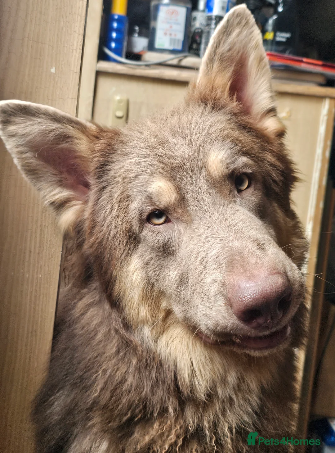 German Shepherd dogs for stud: KC health tested Isabella for stud  in Bedford - Advert 6