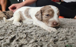 Cockapoo dogs for sale: Cockapoo puppies - Image 17