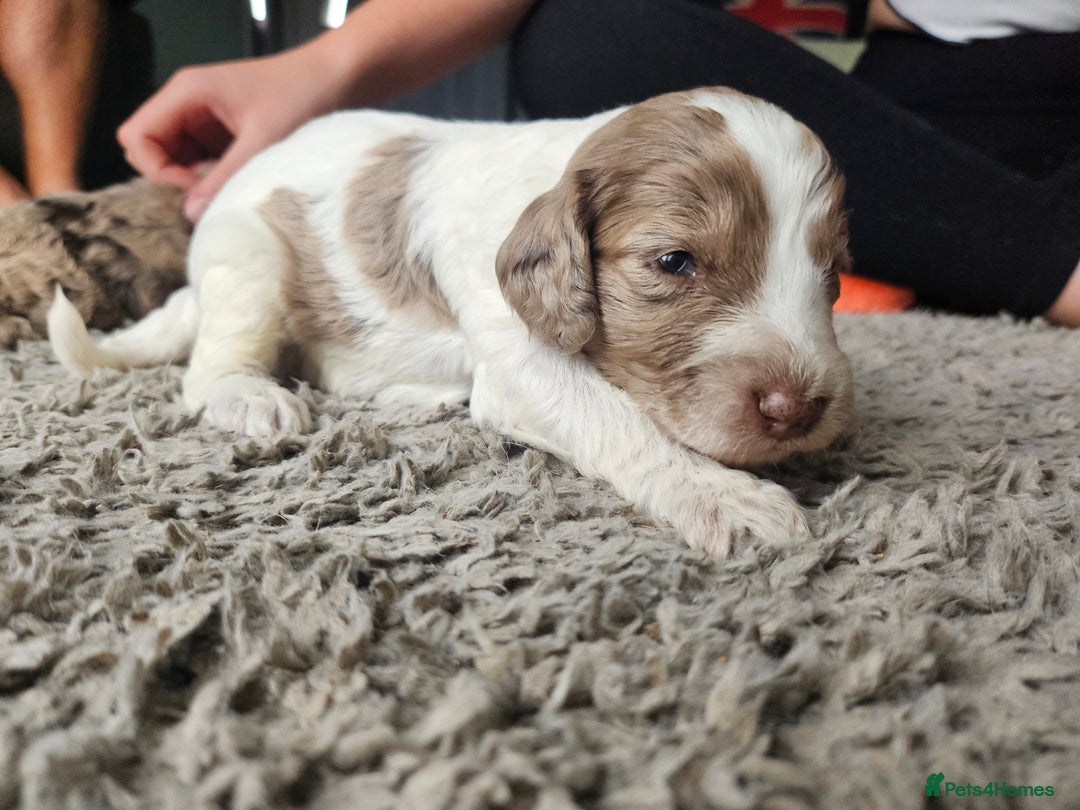 Cockapoo dogs for sale: Cockapoo puppies - Image 17