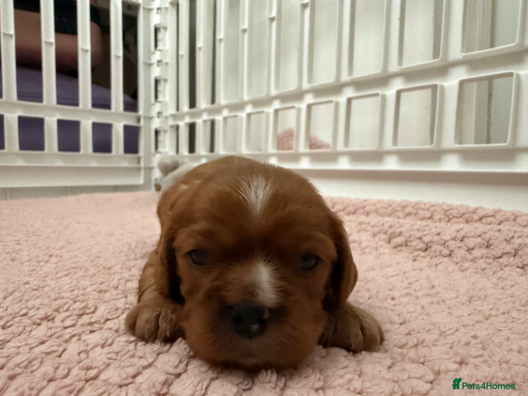 Cavalier King Charles Spaniel dogs for sale: Ruby boys kc cavalier King Charles puppies  - Image 3