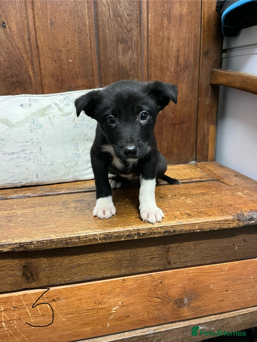 Mixed Breed dogs for sale: Beautiful Kelpie X Border Collie Puppies For Sale - Advert 19
