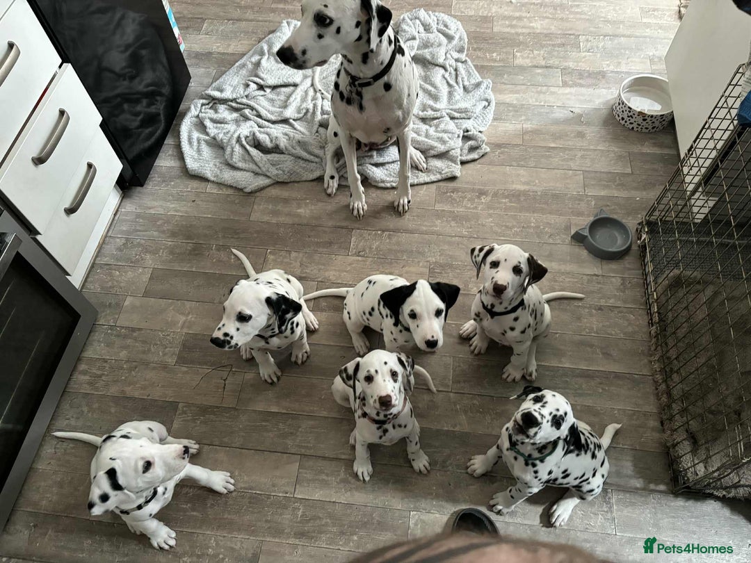 Dalmatian dogs for sale: 2 little boys left  in Banbury - Image 1