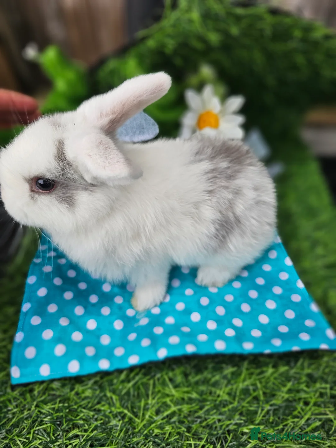 Mini Lop rabbits for sale: Beautiful Purbreed Mini Lops - Advert 11