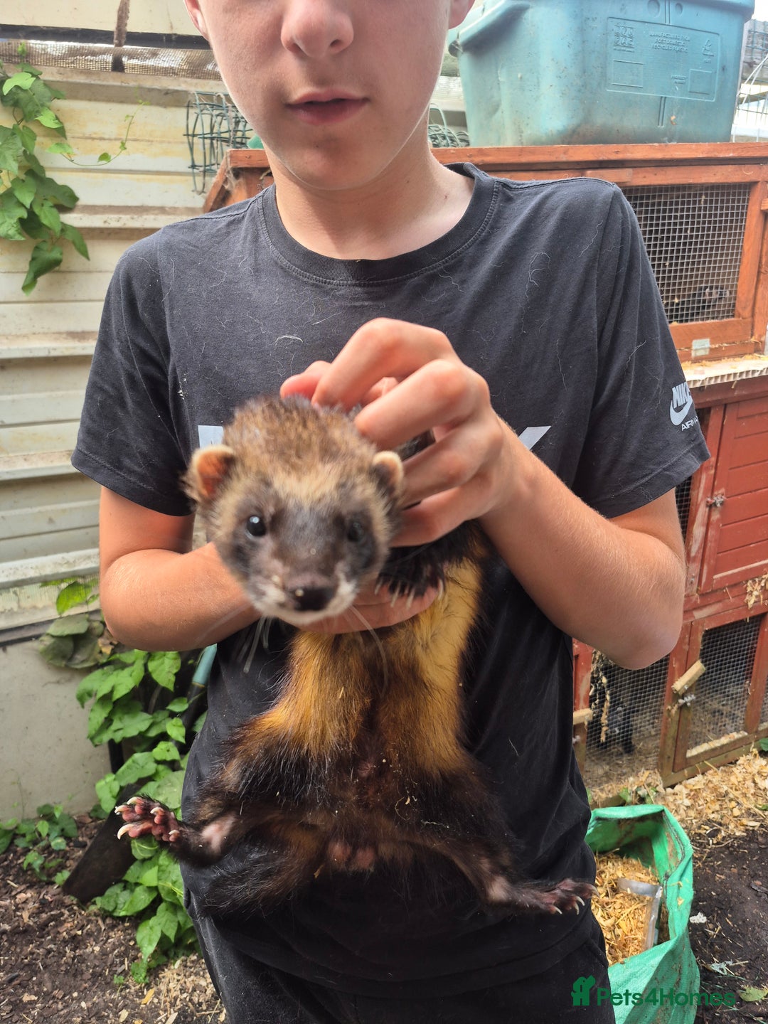 Ferret rodents for sale: Eu polcat for sale  - Image 4
