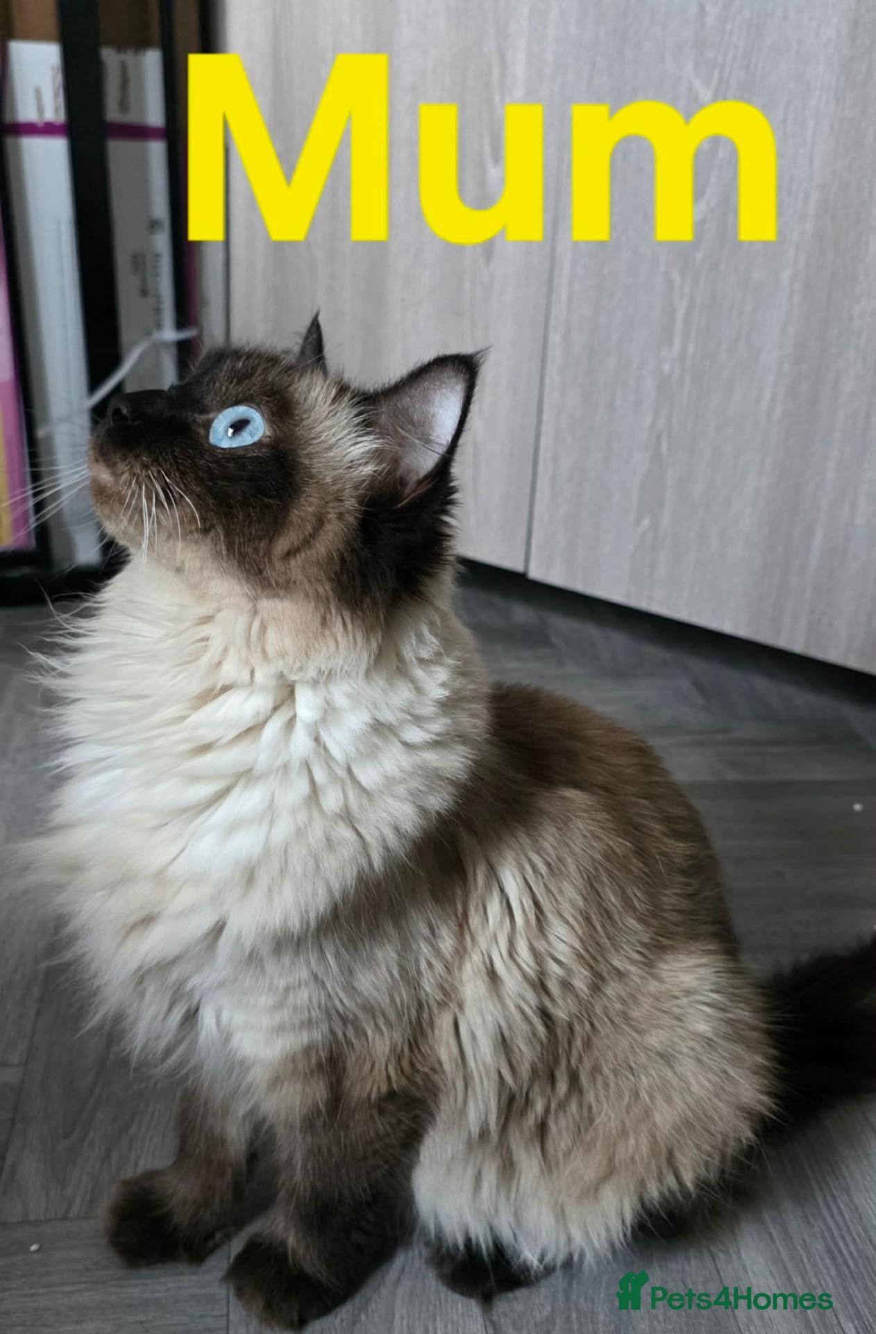 Ragdoll cats Six beautiful ragdoll kittens - Advert 1