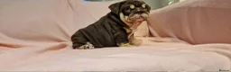 English Bulldog dogs for sale: Quality puppies available  in Bradford - Advert 2