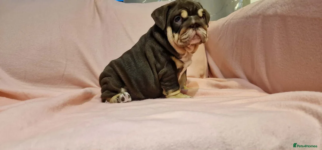 English Bulldog dogs for sale: Quality puppies available  in Bradford - Advert 2
