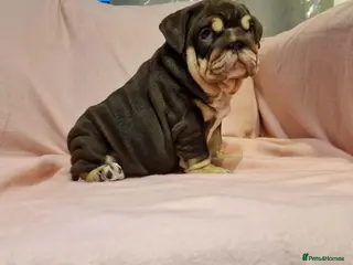 English Bulldog dogs Quality puppies available - Advert 1