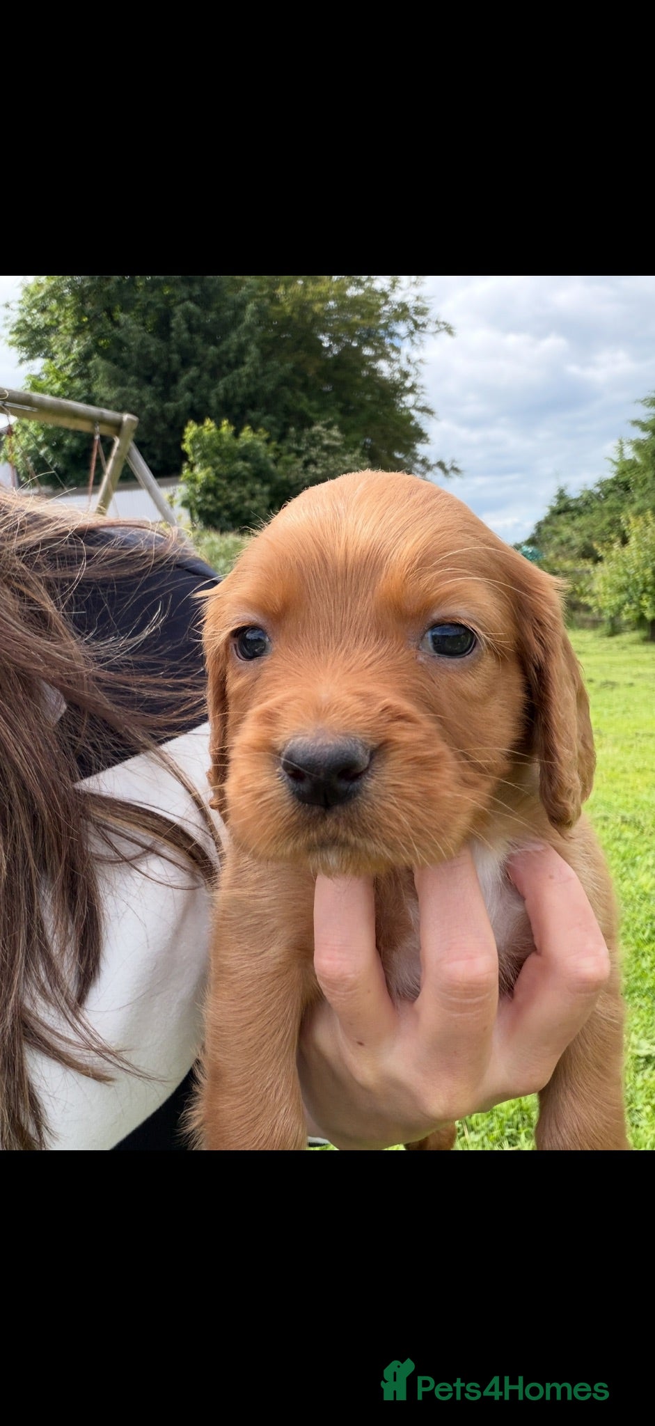 Cocker Spaniel dogs for sale: Working Cocker Spaniel Puppies - Advert 1
