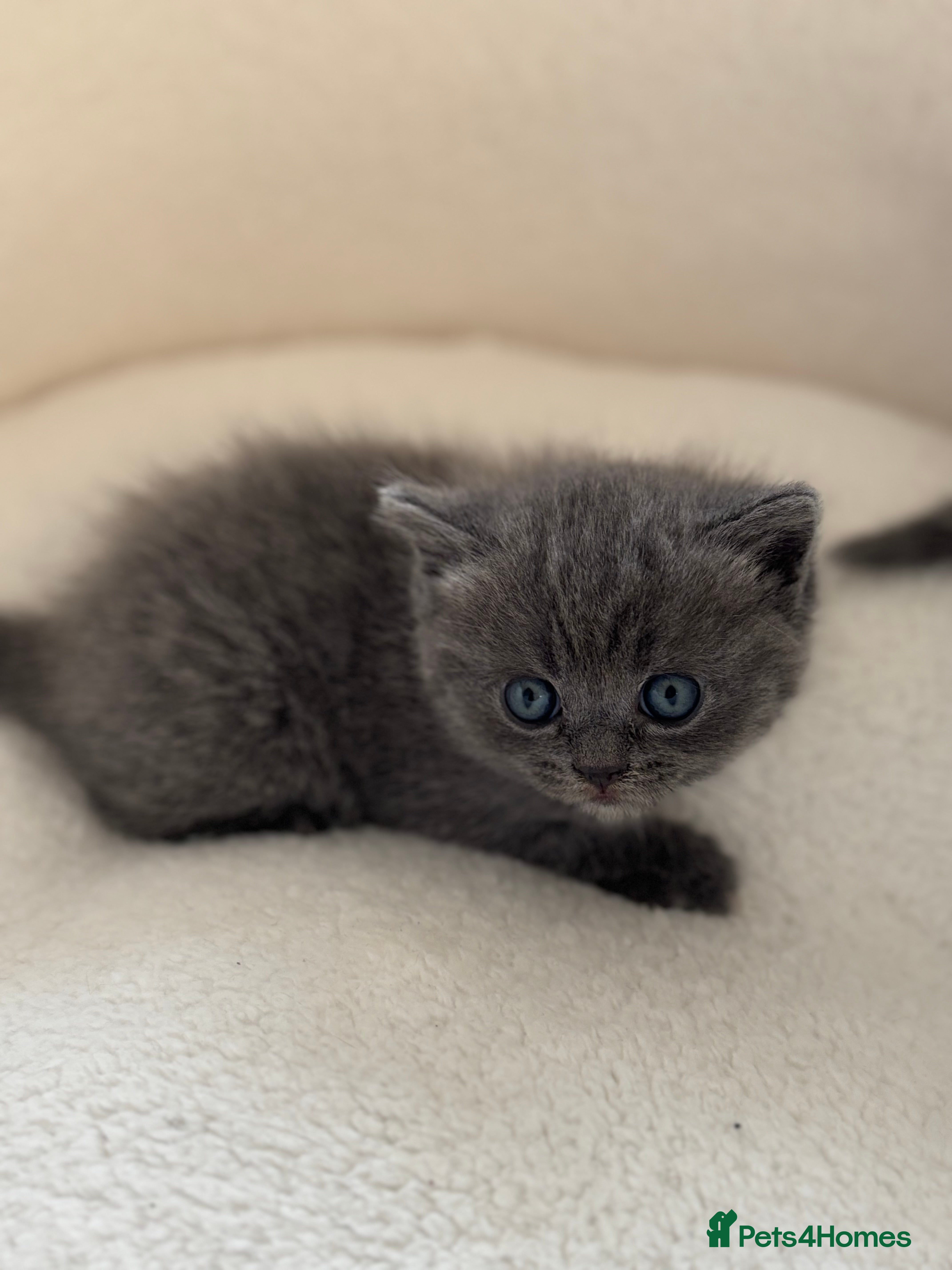 Ragdoll cats Scottish fold/ Ragdoll - Advert 1