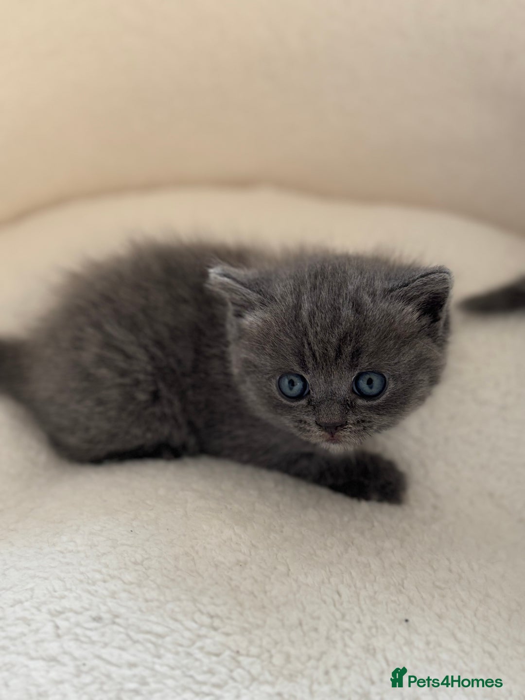 Ragdoll cats for sale: Scottish fold/ Ragdoll - Advert 1