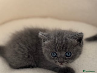 Ragdoll cats Scottish fold/ Ragdoll - Advert 1