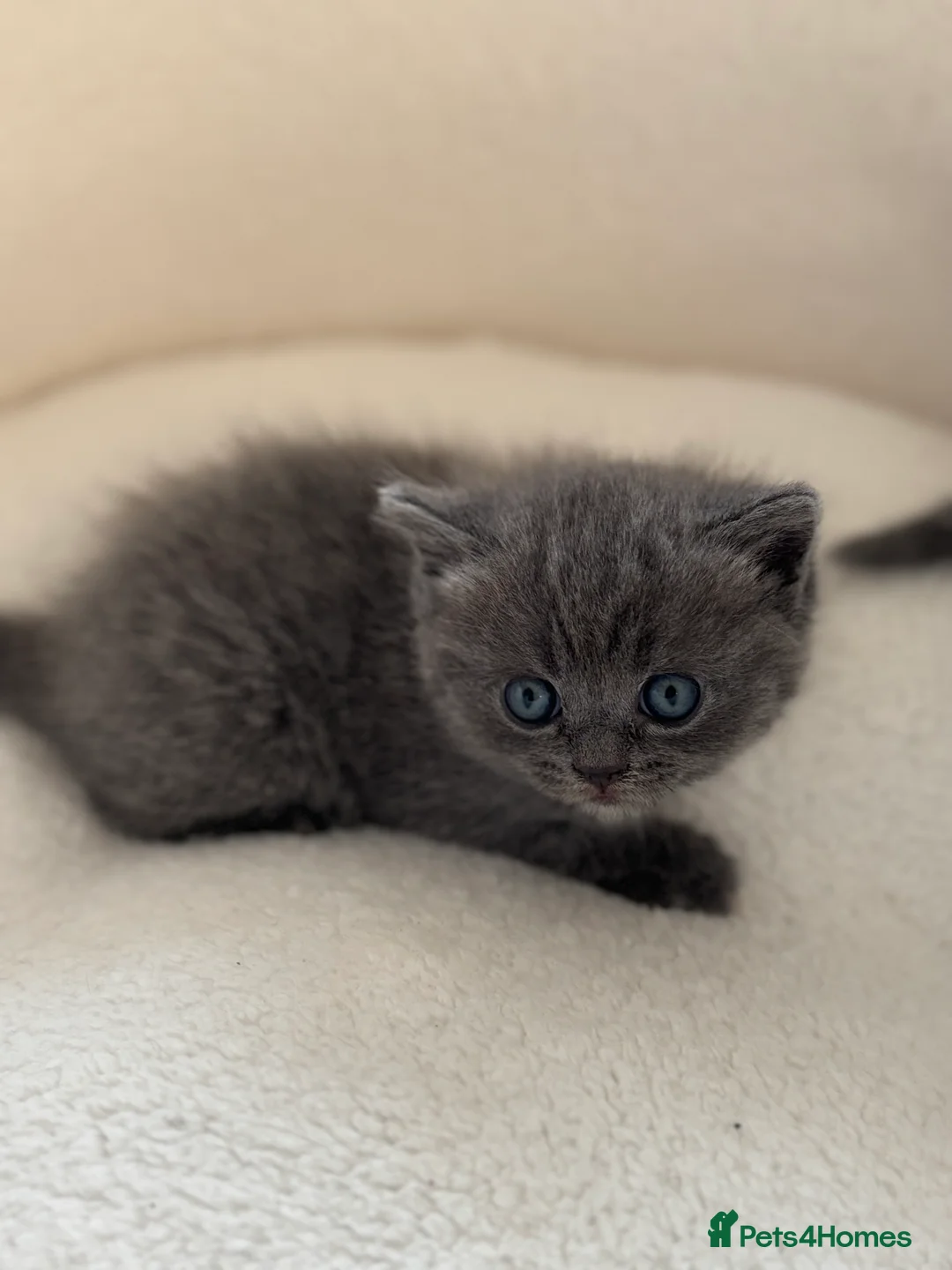 Ragdoll cats for sale: Scottish fold/ Ragdoll - Advert 1