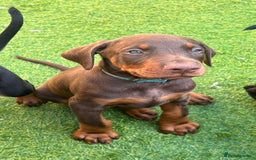 Dobermann dogs for stud: Stud duties only in Bridgend - Image 7