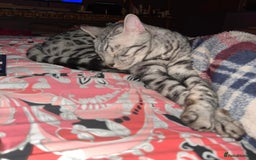 Bengal cats for sale: Sensational Silver Bengal boy requires new family  - Image 11