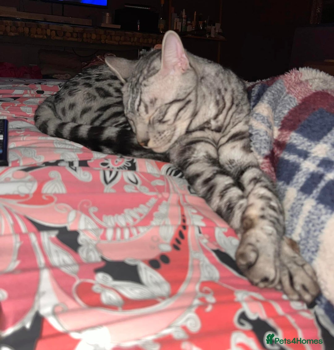 Bengal cats for sale: Sensational Silver Bengal boy requires new family  - Image 11