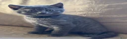Mixed Breed cats for sale: British Blue cross kittens  - Advert 14