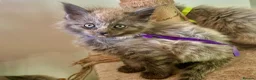 Maine Coon cats for sale: MAINE COON KITTENS FOR SALE 🐺🩶 - Advert 8
